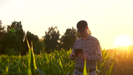 Lens-flare:-Farmer-using-digital-tablet-computer-in-cultivated-soybean-crops-field-modern-technology-application-in-agricultural-growing-activity